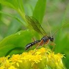 Ichneumon Wasp