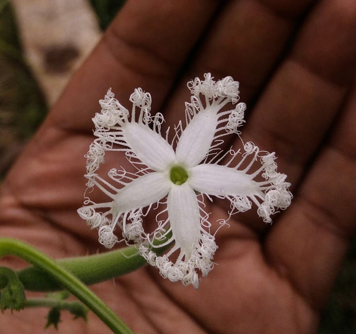 Snake Gourd Flower