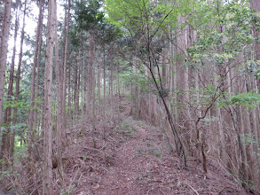 植林帯との境を進む