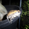 Banded Bullfrog