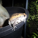 Banded Bullfrog