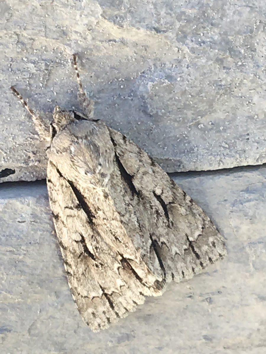 Oldwife Underwing Moth