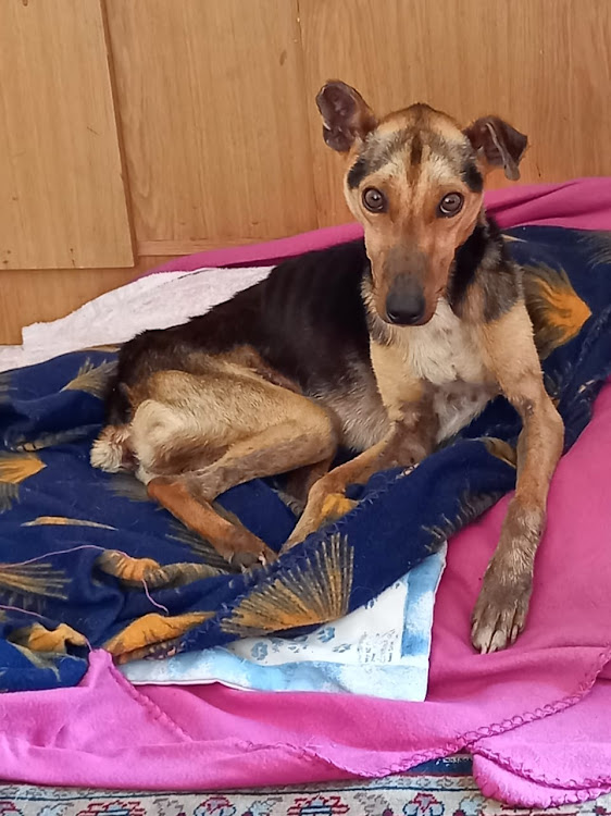 Just two days after being found wandering around the middle of the N2 near East London, Hope, a six-month-old cross breed, probably a German Whippet, was already showing off his big bright eyes that are full of ... hope.