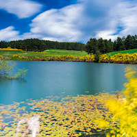 Ginestre a Primavera di 