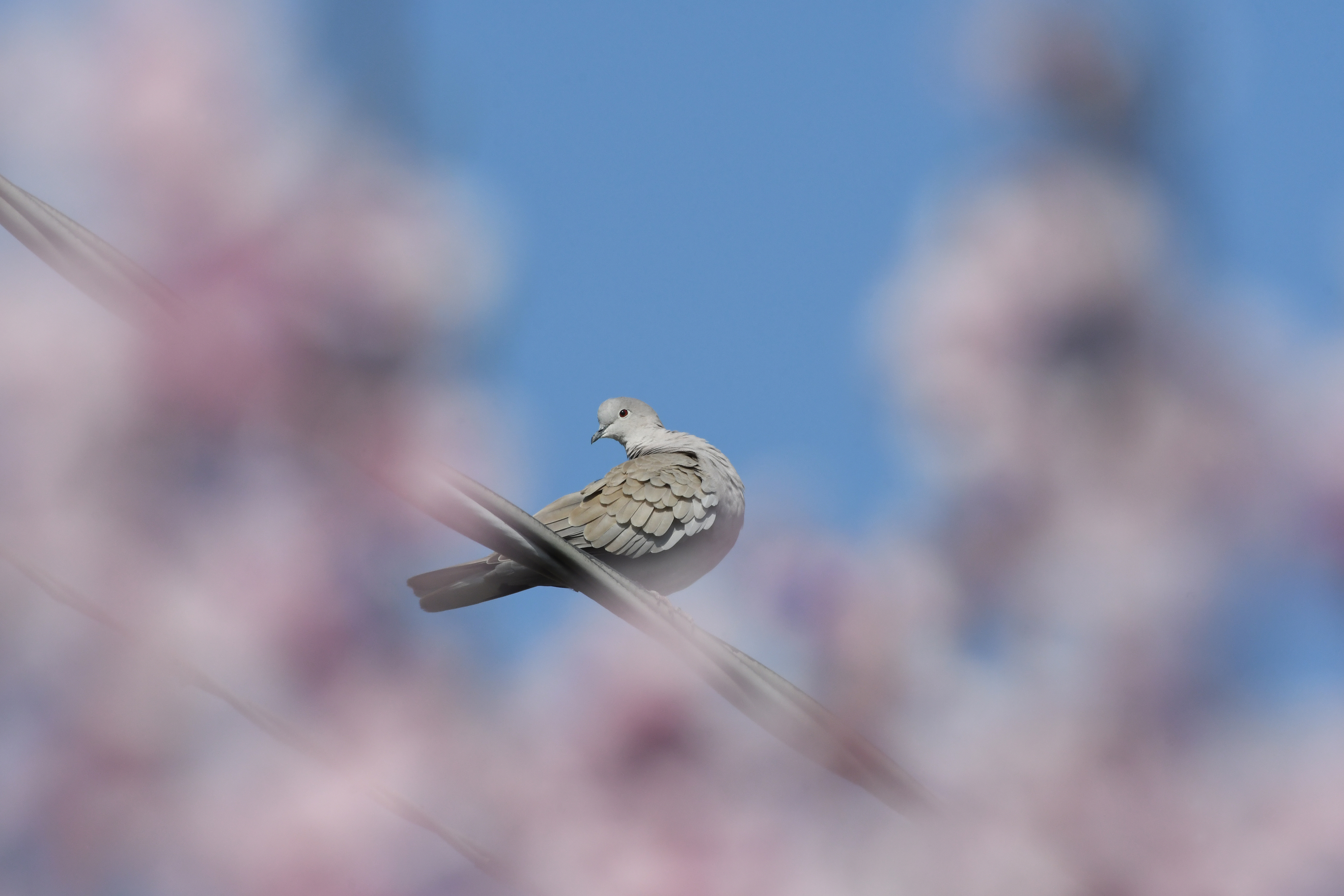 La pace a primavera di Cigo