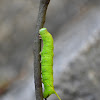 Dull Swirled HawkMoth (Caterpillar)