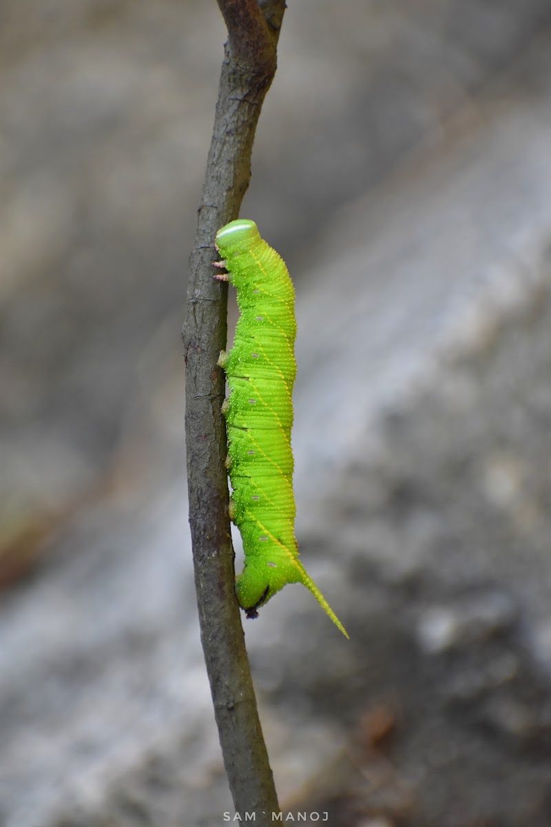 Dull Swirled HawkMoth (Caterpillar)