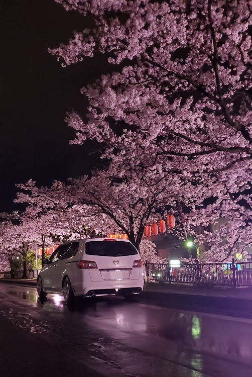 MPVの夜桜・コロナ対策・秘密基地？・幽霊より怖い？に関するカスタム事例の投稿画像1枚目