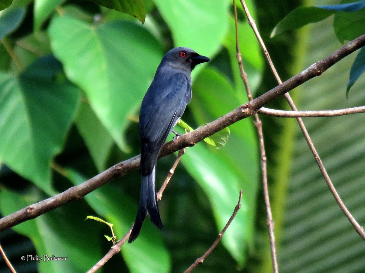 Ashy drongo