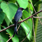 Ashy drongo