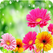 Flowers GIF 1.0.4 Icon