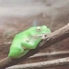ユーザー