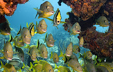 Underwater Ocean Wallpapers HD New Tab Theme small promo image