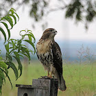 Red-tailed Hawk