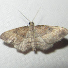 The Gem Moth male