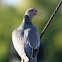 Band-tailed Pigeon