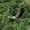 White stork