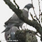 Woodpigeon