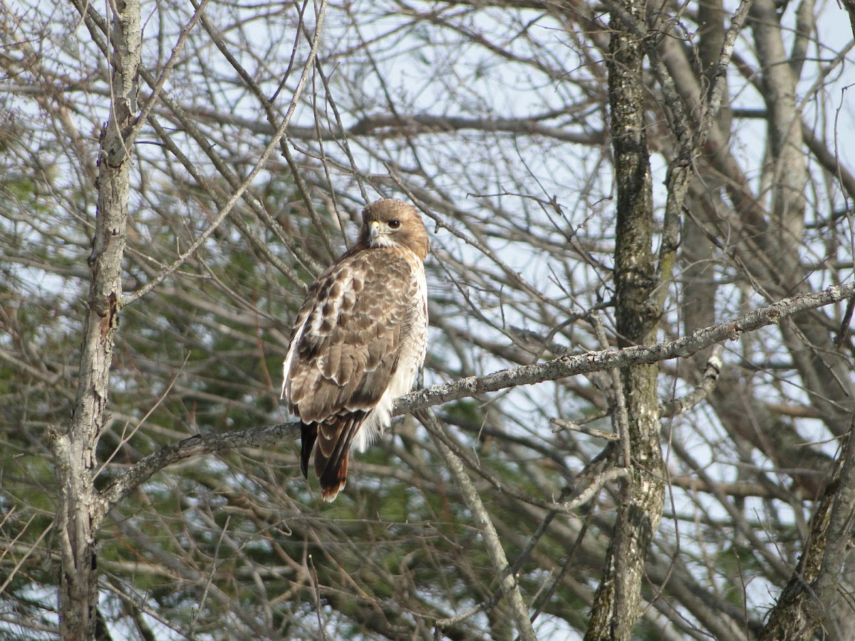 Red-tailed Hawk