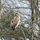 Red-tailed Hawk