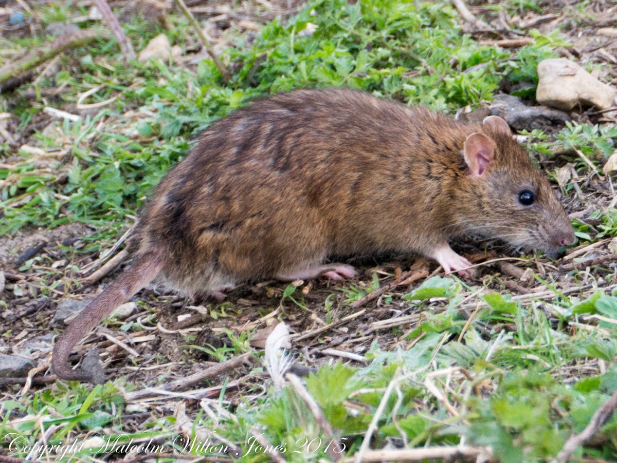 Brown Rat