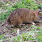 Brown Rat