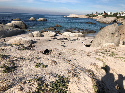 Penguins Cape Town South Africa 2018
