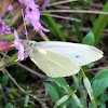 Cabbage White