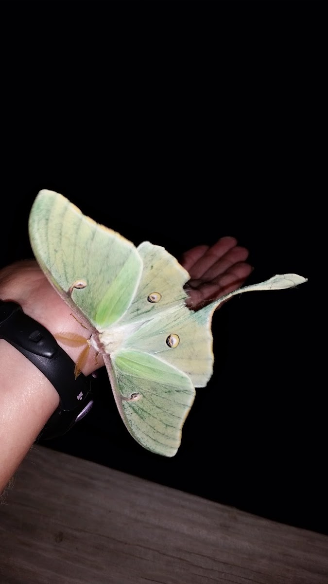 Luna Moth