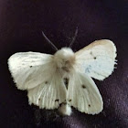 Salt marsh moth(female)