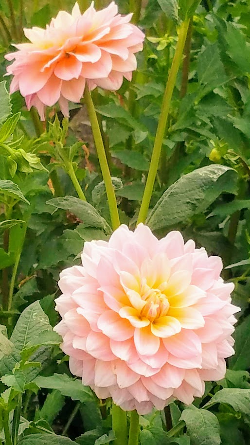 Swan Island Dahlias