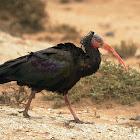 Ibis eremita (Northern bald ibis)