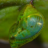 Chrysalis/pupa