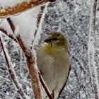 American Goldfinch