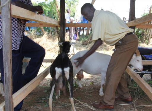 Andal Abuka with two of his dairy goats in Homa Bay during a county farmers field day.