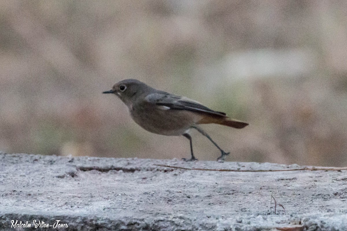 Black Redstart; Colirrojo Tizón