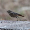 Black Redstart; Colirrojo Tizón