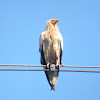 Egyptian Vulture