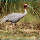 Sarus Crane