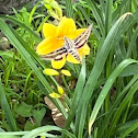 White-lined Sphinx Moth