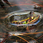 Lithobates sp.