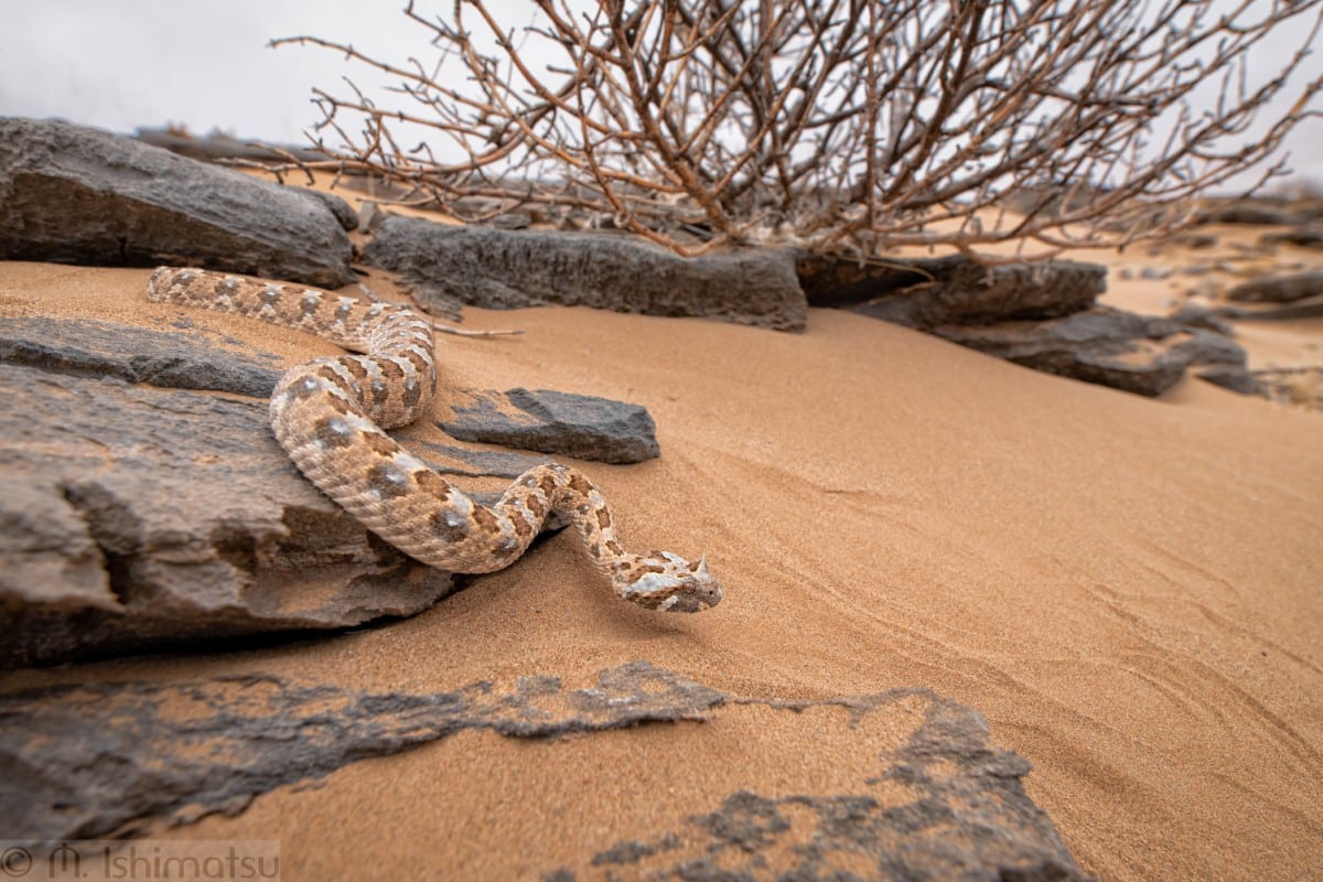 Horned adder