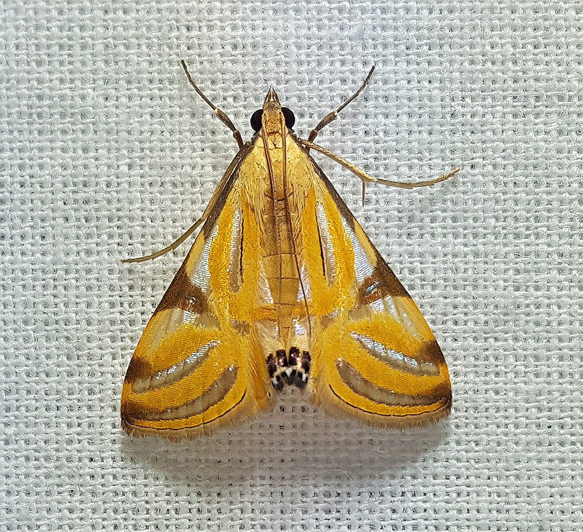 Fig Grass Moth