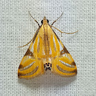 Fig Grass Moth