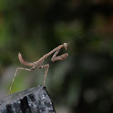 Praying Mantis nymph