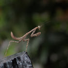 Praying Mantis nymph