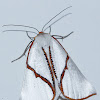 Orange-rimmed Satin Moth
