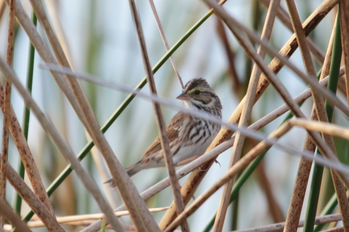 Savannah Sparrow