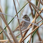 Savannah Sparrow