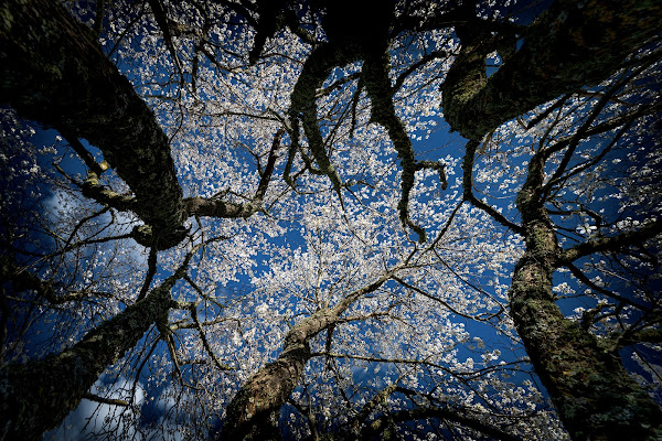 springTIMEsky di marcopaciniphoto